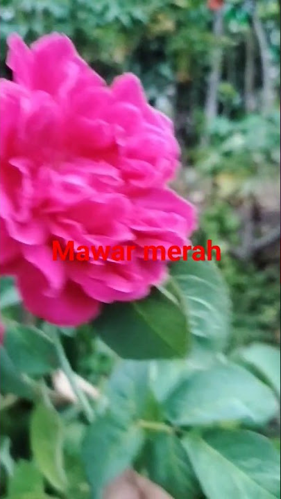 #kembang mawar cantik #short#shortsvidioviral