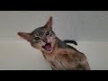 Abyssinian mad about going to the veterinarian の動画、YouTube動画。