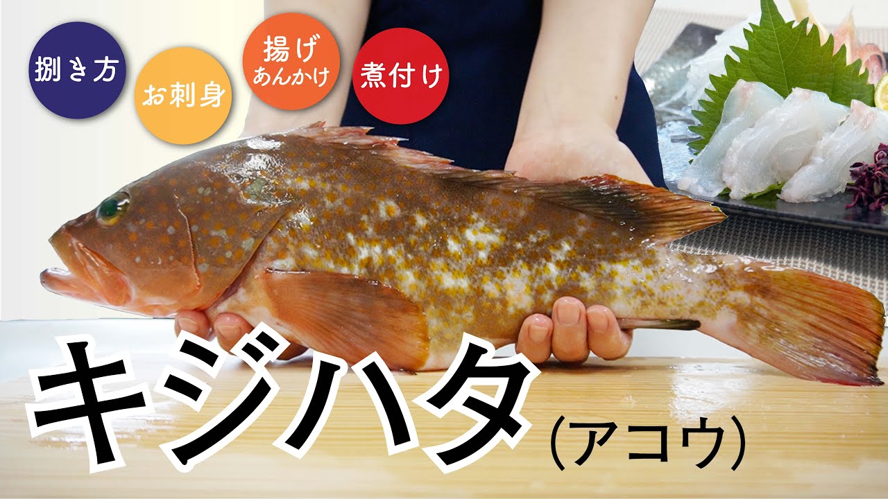 キジハタ 初めてキジハタを捌いてみた 捌き 刺身の作り方 ウミダス公式 Youtube