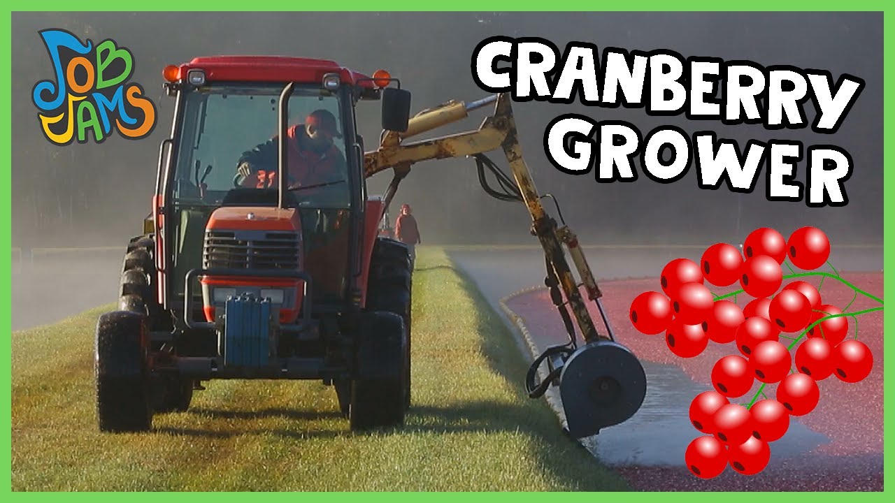 Farmers Harvest Cranberries! | Job Jams | Kids Learning Songs Farmers Harvest Cranberries! | Job Jams | Kids Learning Songs