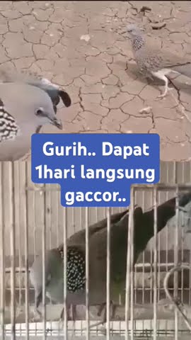 Mantap 👍🏽.. dapat 1hari langsung gacor #Shorts