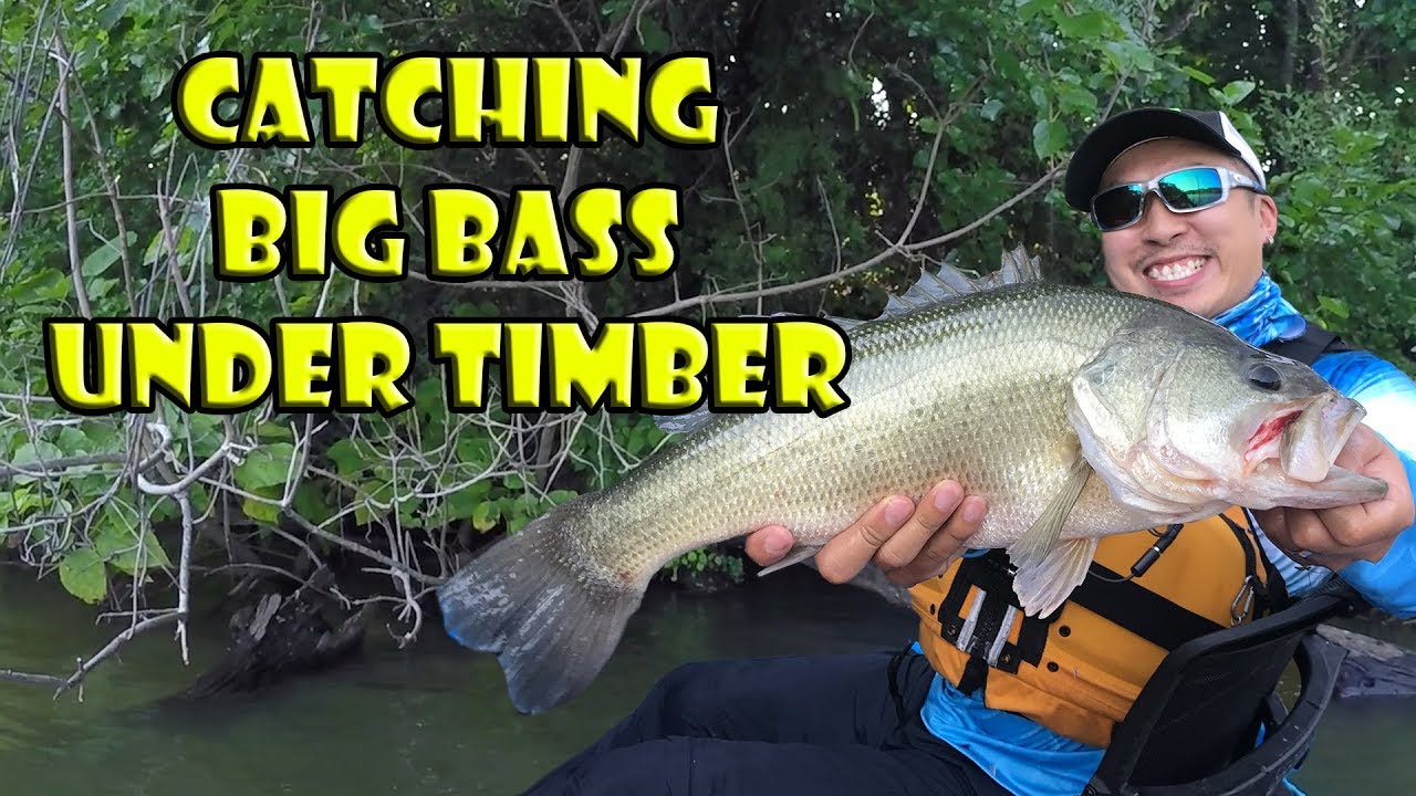 Catching Big Bass in Timber with Jig & Pig (Personal Best Bass) 