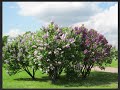 Про Сирень и Весну 💐