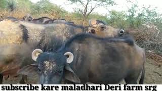 Top Banni Baffelo And Bull Not For Sale Kutch Bhima Rabari