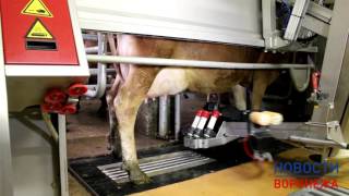 Коров доят без участия людей на ферме в Воронежской области