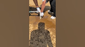 The specific process of planting trees in the desert