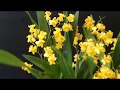 ВИТРИНА для ОРХИДЕЙ + Орхидея Oncidium Twincle Gold, новичок.