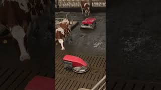 Modern Hayvancılık Için Lely Çiftlik Çözümleri