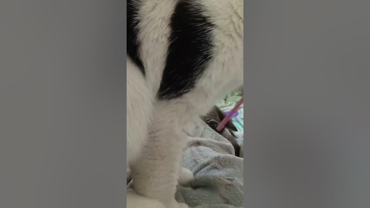 котики🥝 - YouTube