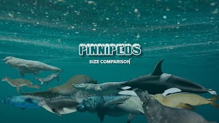 PINNIPEDS - Size comparison by RB Dahri 13,583 views 1 year ago 5 minutes, 31 seconds