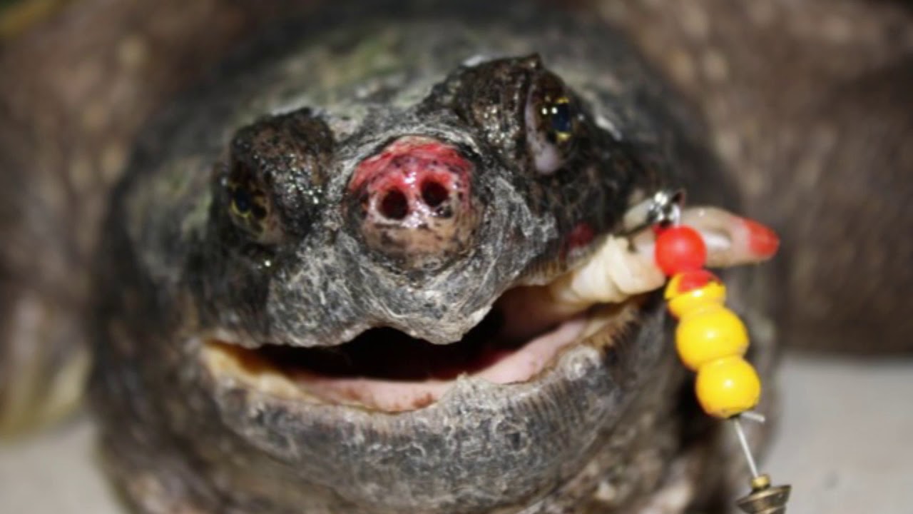 Hooked On Turtles - What To Do If You Catch A Turtle On A Fish Hook?