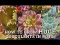 How to get succulents grow huge in pots