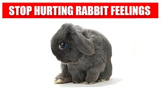 These 10 Things Hurt Your Rabbit EMOTIONALLY