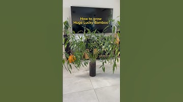 Key Tip for growing Huge Lucky Bamboos in water ✅ #shorts