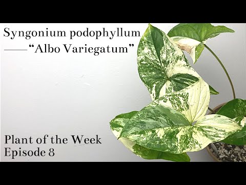 How To Care For Syngonium podophyllum “Albo Variegatum” | Plant Of The Week Ep. 8