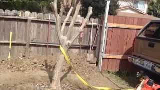 Transplanting a tree with a truck