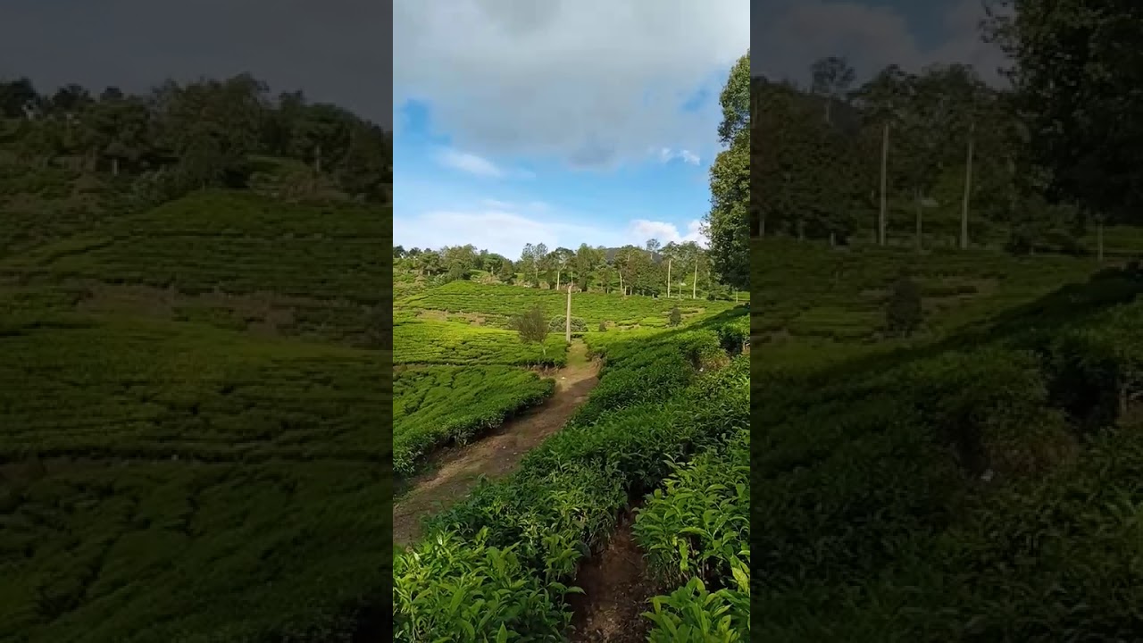 Kebun teh.. Arround the tea estate Rancabali... Ciwidey ...