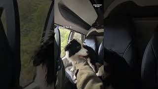 Dog rescued after owner's 180-foot fall leads to emotional reunion