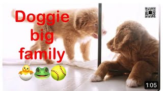 Doggie family at home