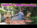Santhiya Tree Koh Chang Resort - отель на Ко Чанге "Сантия Три". Наш Видео обзор и отзыв об отеле.