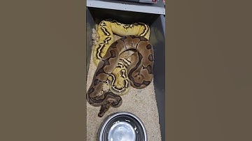 pastel freeway x enchi yb clown ❤️❤️❤️