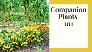 13 Companion Plants To Help Your Garden Thrive
