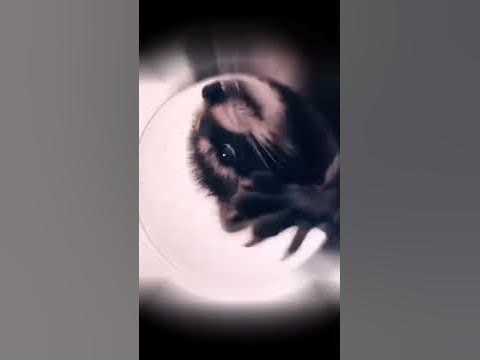 Енот педро педро - YouTube