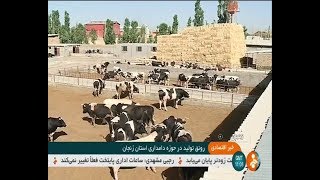 Iran Dairy farming, Summer 1398, Zanjan province پرورش گاو شيرده استان زنجان ايران