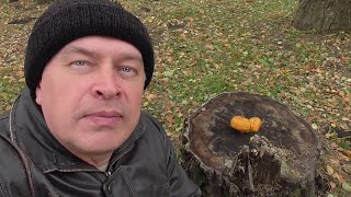 Жёлтые грибы растут на пне