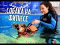 Собака учится ходить и плавать! Центр реабилитации для собак.
