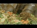 Пищевые отходы в биогаз: в Австралии пытаются найти применение отходам