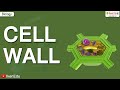 Cell Wall | iKen | iKen App | iKen Edu