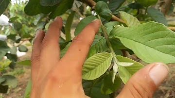 Cùng làm trái cho cây ổi ruby ra gẫy cây cho mùa vụ.