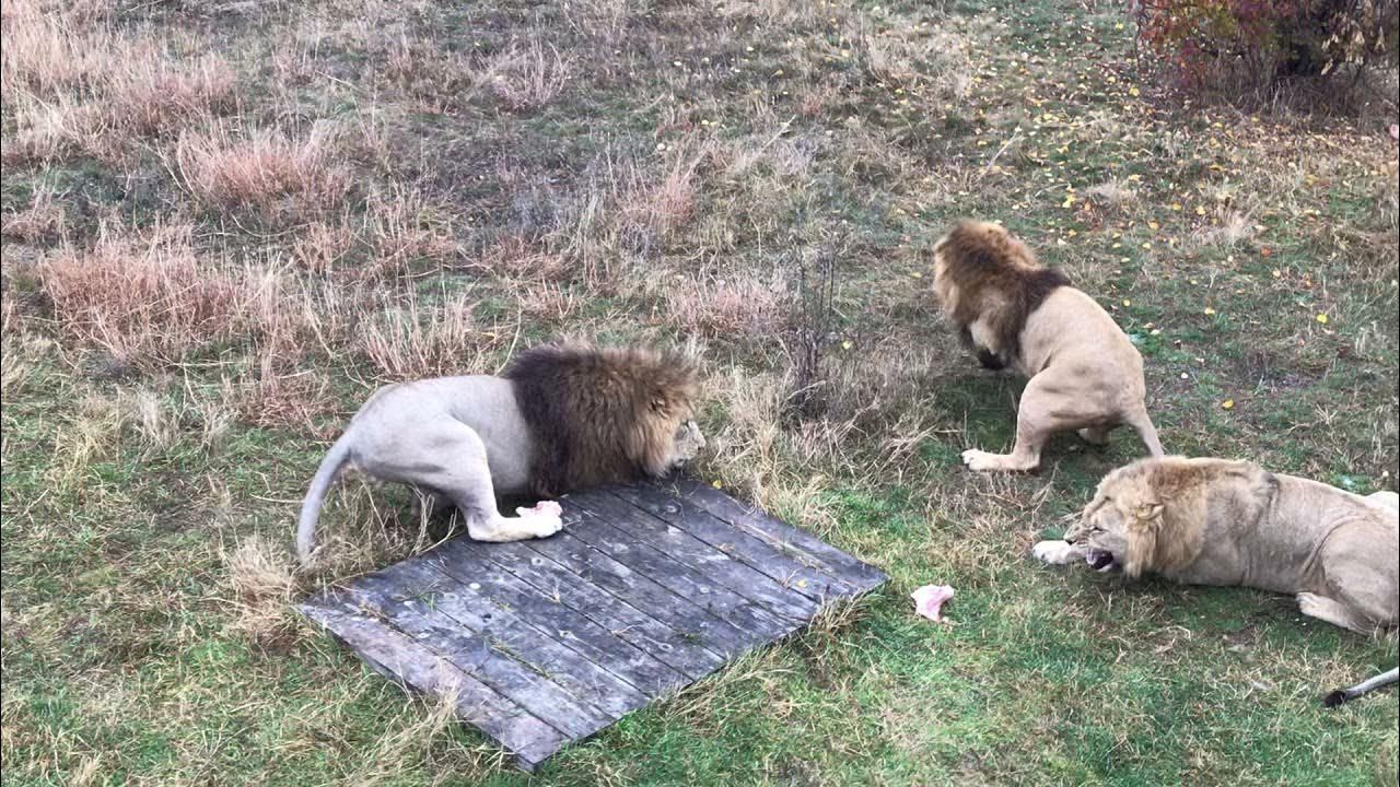 Прайд видео. Прайд видео. Прайд видео. Лев изгнанный из прайда. Тайган.