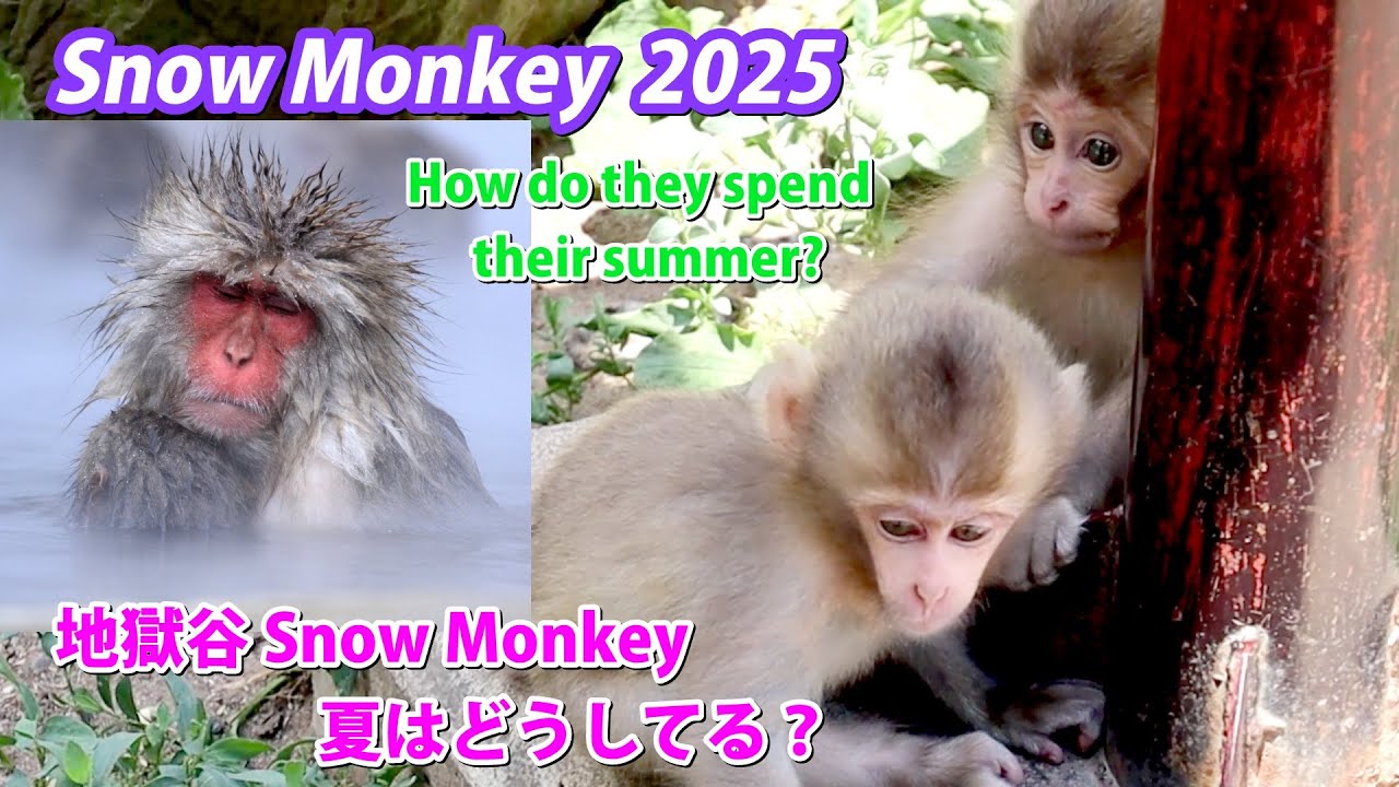 北海道 日高産 サンサルノコシカケ 約50センチ Snow Monkeys 2025 - So relaxing / Foreigners are captivated