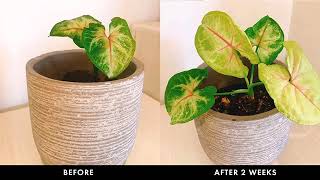 Growing With Plantonic Organic Fertilising Essence