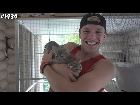 Video: Sok Kattenspeeltje