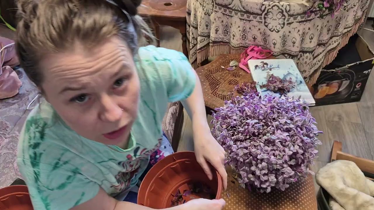 #реаллайф черенкую традесканцию спринг сплеш  spring splash. 