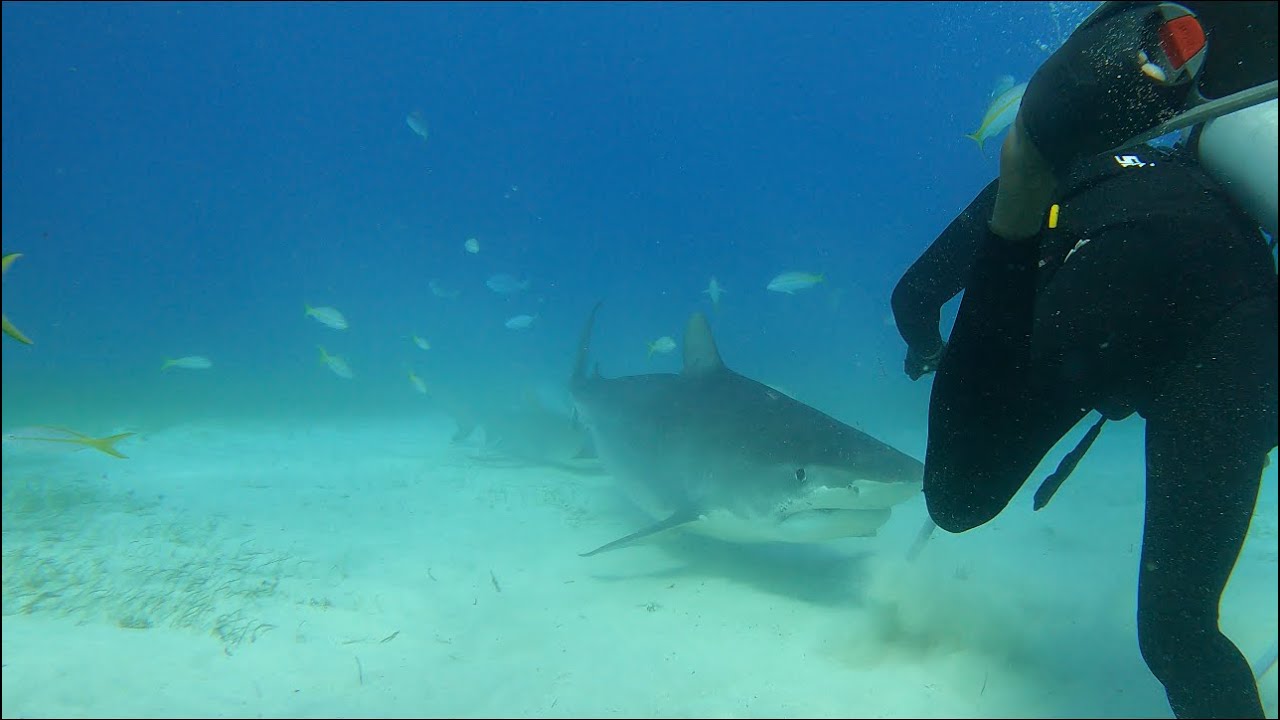 What NOT to do on a Tiger Shark dive (Selfish diver ignores safety