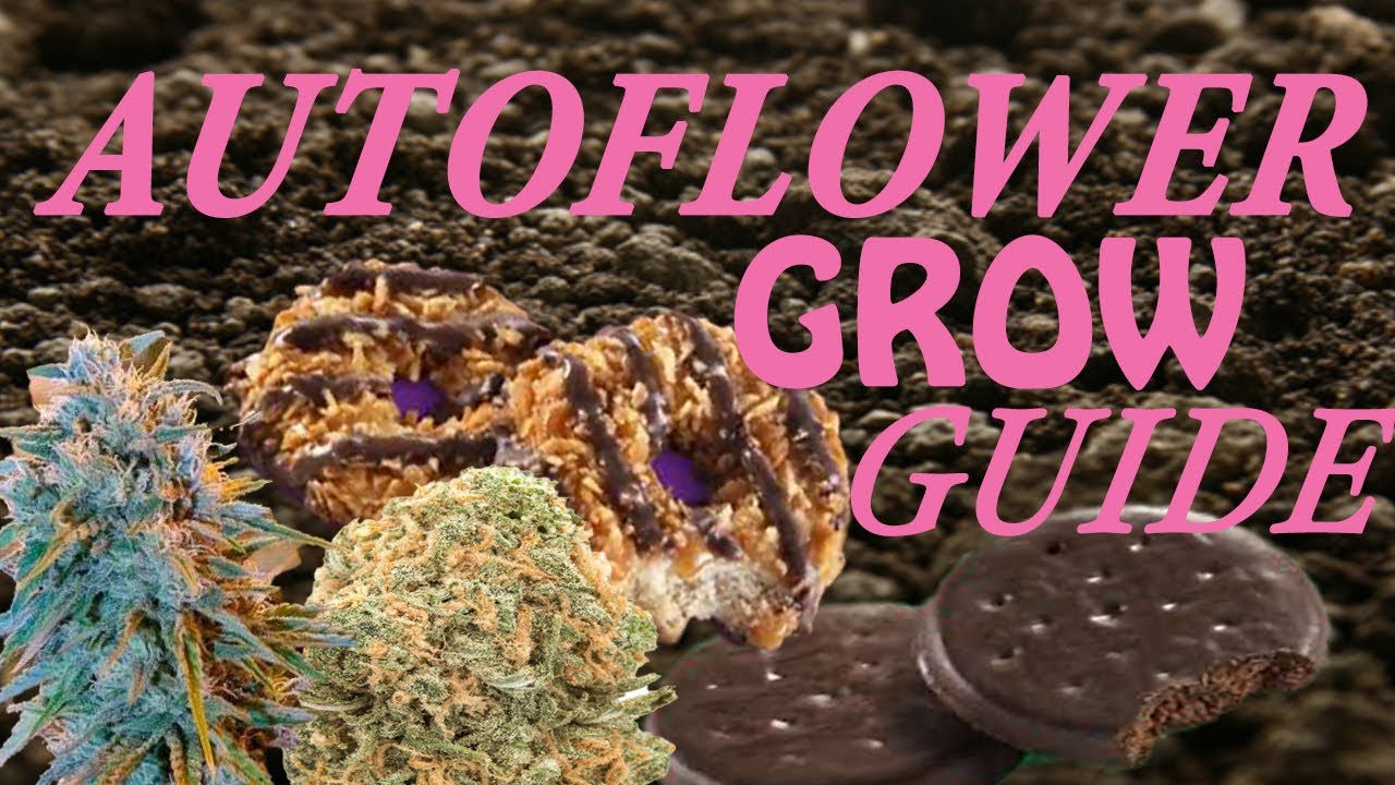 HOW TO START AUTOFLOWER GROW, Girl Scout COOKIE EXTREME AUTO BLUE DREAM