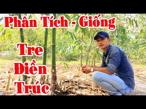 Video Tre điền trúc có những đặc điểm gì || Bà con nên tiềm... - youtube