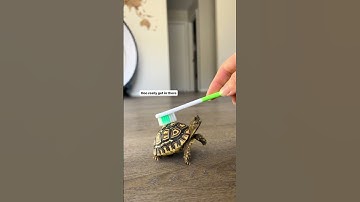 Thumbnail of Adorable baby tortoise  #babytortoise #babyanimals #cuteanimals #tortoise #pets