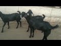 Shree jotiba goat seed&amp;farm Ahmednagar karjat khurangewadi mr. shingade 9404321238