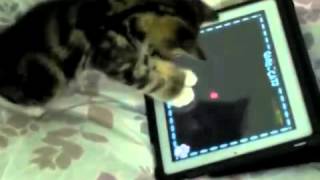 Anak Kucing Comel Pandai Main Game dalam iPad screenshot 4