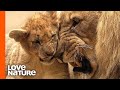 Lion Cub Seeks Attention from His Sleepy Father