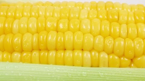 Raynbow sorting machine for Sweet Corn Cobs | RAYTEC VISION SpA