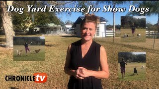 Dog Show Tips & Tricks: Yard Exercise for Show Dogs