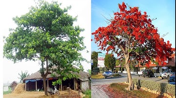 TLV4: LUYỆN TẬP XÂY DỰNG KẾT BÀI TRONG BÀI VĂN MIÊU TẢ CÂY CỐI