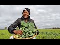 Harvesting african kenyan vegetables sukuma wiki in german village