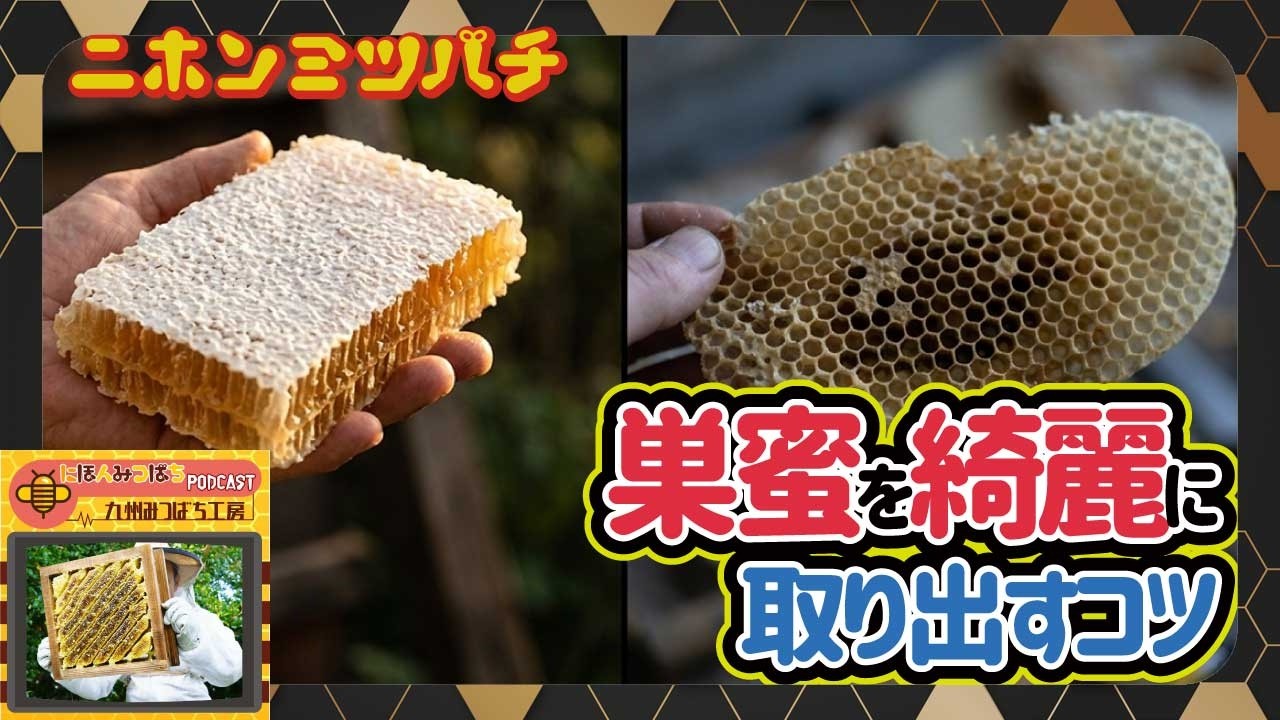 Step-by-Step Guide: How to Harvest and Store Comb Honey] Japanese
